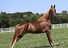 Tennessee Walking - Horse for Sale in Lewisburg, TN 37091 Tennessee Walking - Horse for Sale in Lewisburg, TN 37091