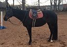 Quarter Horse - Horse for Sale in Guilford, CT 06437 Quarter Horse - Horse for Sale in Guilford, CT 06437