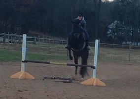 Quarter Horse (Quarter Horse, Mare) in Guilford, CT