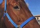 Titan - Stallion in El Paso, TX Titan - Stallion in El Paso, TX