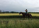 Sweet Sorrel QH Willing To Trade April Zanna Star