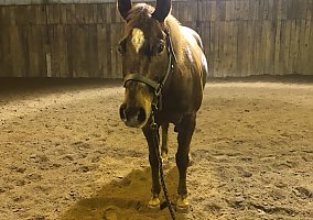 Quarter Horse (Quarter Horse, Gelding) in Hebron, IN