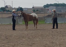 Appaloosa (Appaloosa, Mare) in Reedsville, WI