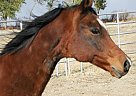 Handsome, Athletic, and Well Bro... Arabian Stallion