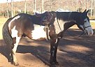 9yr Paint Draft Cross Draft Gelding