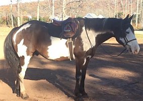 Draft (Percheron, Belgian, Clydesdale, Shire)