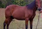 Tennessee Walking - Horse for Sale in Canton, NC 28716 Tennessee Walking - Horse for Sale in Canton, NC 28716