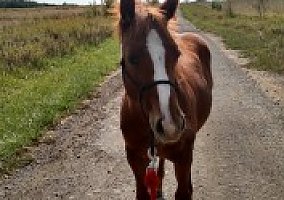 Quarter Horse (Quarter Horse, Mare) in Crown Point, IN