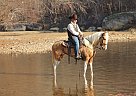 Spotted Saddle - Horse for Sale in Whitley City, KY 42653 Spotted Saddle - Horse for Sale in Whitley City, KY 42653