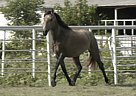 RHF Quinto - Stallion in Corsicana, TX