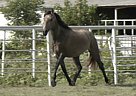 RHF Quinto - Stallion in Corsicana, TX RHF Quinto - Stallion in Corsicana, TX