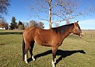 Paint Mare for Sale in Basehor, Kansas Paint Mare for Sale in Basehor, Kansas