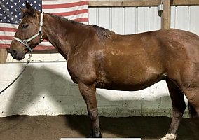 Gelding (Standardbred, Gelding) in Appleton, NY