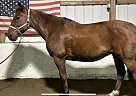 Standardbred - Horse for Sale in Appleton, NY 14008