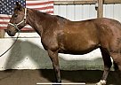 Standardbred - Horse for Sale in Appleton, NY 14008 Standardbred - Horse for Sale in Appleton, NY 14008
