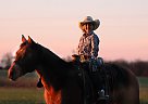 Quarter Horse - Horse for Sale in Mount vernon, MO 65712 Quarter Horse - Horse for Sale in Mount vernon, MO 65712