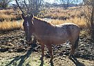 Quarter Horse - Horse for Sale in Hotchkiss, CO 81419 Quarter Horse - Horse for Sale in Hotchkiss, CO 81419