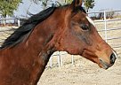 Arabian - Horse for Sale in Ryegate, MT 
