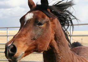 Handsome (Arabian, Stallion) in Ryegate, MT