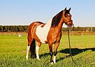 CHIEF - Gelding in Pavo, GA CHIEF - Gelding in Pavo, GA