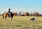 Quarter Horse - Horse for Sale in Monett, MO 65708 Quarter Horse - Horse for Sale in Monett, MO 65708