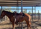Quarter Horse - Horse for Sale in Crystal City, TX 78839 Quarter Horse - Horse for Sale in Crystal City, TX 78839