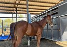 Quarter Horse - Horse for Sale in Crystal City, TX 78839 Quarter Horse - Horse for Sale in Crystal City, TX 78839