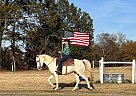 Missouri Fox Trotter - Horse for Sale in SUMER, SC 29150 Missouri Fox Trotter - Horse for Sale in SUMER, SC 29150
