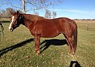 Quarter Horse Mare for Sale in Basehor, Kansas Quarter Horse Mare for Sale in Basehor, Kansas