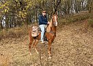 Spotted Saddle - Horse for Sale in BEDFORD, TN 37160 Spotted Saddle - Horse for Sale in BEDFORD, TN 37160