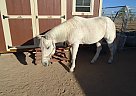 Toby - Gelding in Morristown, AZ Toby - Gelding in Morristown, AZ