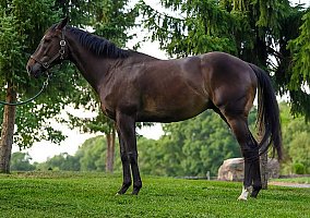 Thoroughbred (Thoroughbred, Gelding) in Chelsea, MI