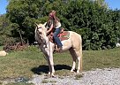Quarter Pony - Horse for Sale in Westmoreland, TN 37186