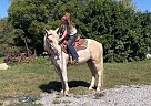 Quarter Pony - Horse for Sale in Westmoreland, TN 37186 Quarter Pony - Horse for Sale in Westmoreland, TN 37186