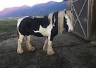 Highland Phantom - Mare in Chilliwack, BC Highland Phantom - Mare in Chilliwack, BC