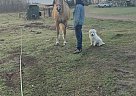Butters - Gelding in Brandon, MB Butters - Gelding in Brandon, MB