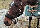 Thoroughbred - Horse for Sale in Midlothian, VA 23113