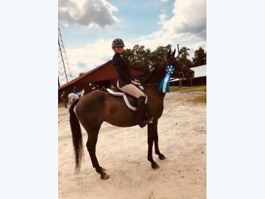 Intelligent and Gorgeous Anglo Pony Mare