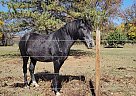 Missouri Fox Trotter - Horse for Sale in Kearney, NE 68847-41 Missouri Fox Trotter - Horse for Sale in Kearney, NE 68847-41