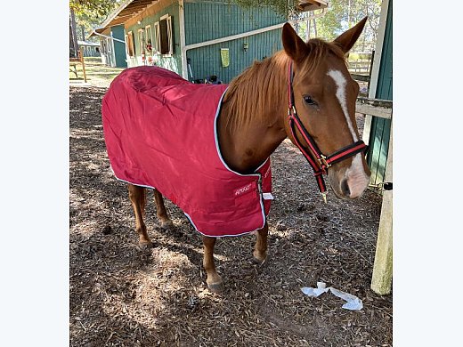 Quarter Horse Pony