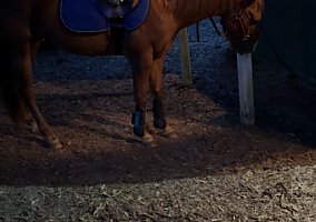 Quarter Horse (Quarter Horse, Gelding) in Dothan, AL