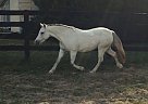 - Mare in Versailles, KY - Mare in Versailles, KY