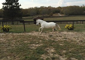 Welsh Pony and Cob (Welsh Pony and Cob, Mare) in Versailles, KY