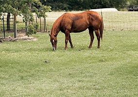 Quarter Horse (Quarter Horse, Mare) in Wills Point, TX