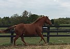 Thoroughbred - Horse for Sale in Versailles, KY 40383