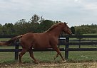 Thoroughbred - Horse for Sale in Versailles, KY 40383 Thoroughbred - Horse for Sale in Versailles, KY 40383