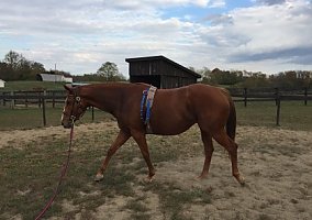 Thoroughbred (Thoroughbred, Mare) in Versailles, KY