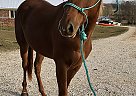 Sweetheart Giant Gelding Secondhand Smoke