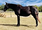 Thoroughbred - Horse for Sale in Eatonton, GA 31024-60