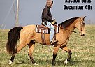 Tennessee Walking - Horse for Sale in Whitley City, KY 40501